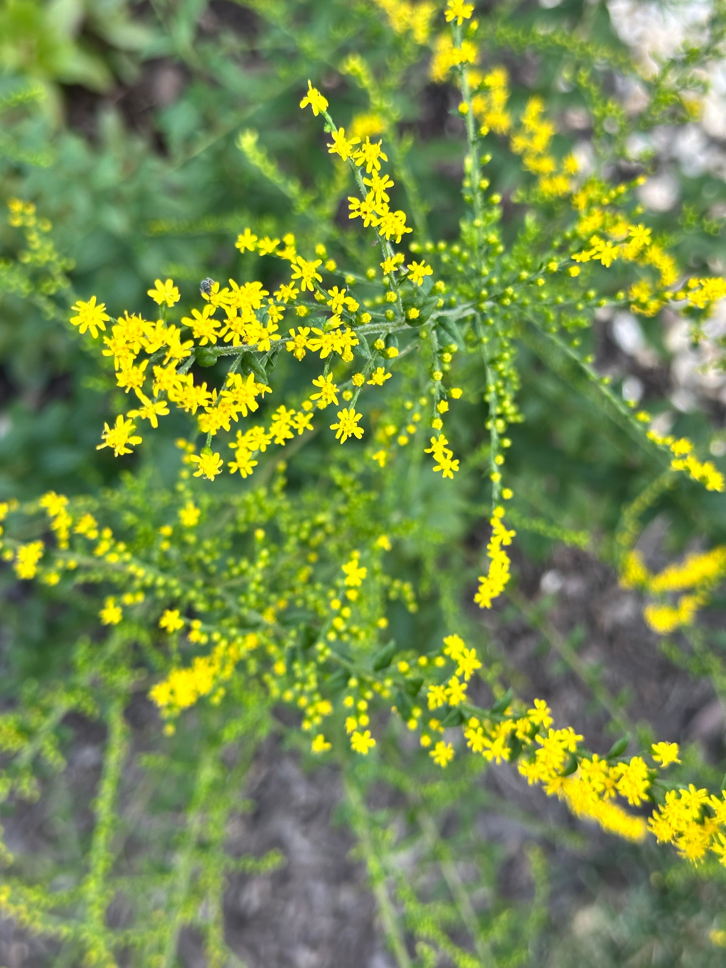 Goldenrod